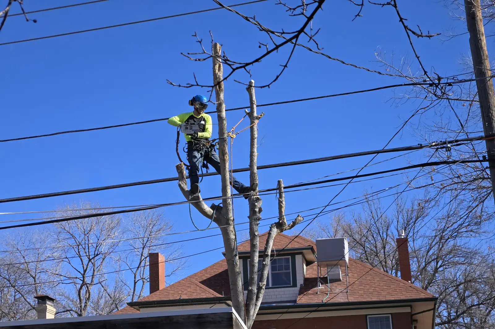 Arbol De Fuego Services climber sectioning a tree trunk beside power lines above a brick home in Northglenn, CO